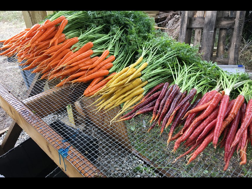 A bunch of All Seasons CSA on a wire rack.