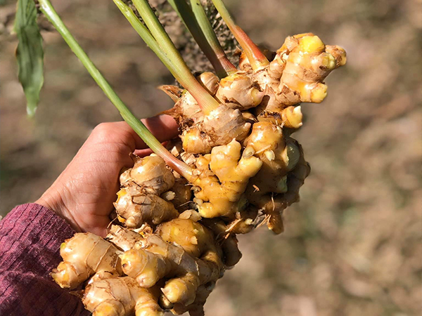 Close up image of gingers with their roots
