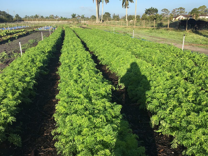 The shadow of a person standing in a field of greens.