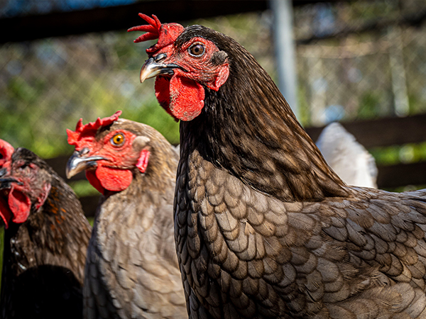 Three chickens standing next to each other.