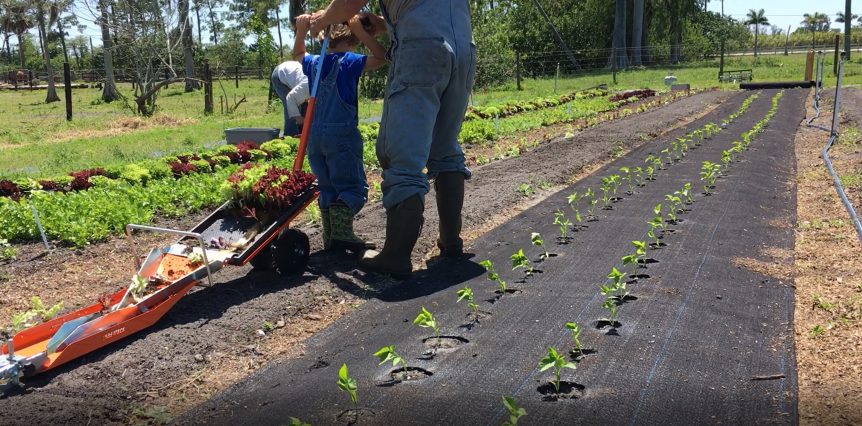 A man and a child are planting plants in a garden.